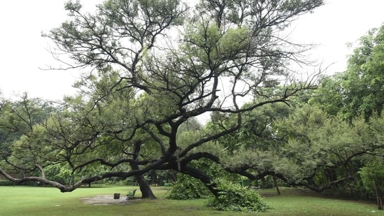 The Ronjh, or the Acacia leucophloea, is a remnant tree at the Lodhi Garden. An important part of Delhi's native flora, this thorny tree can be quite a vision late in the monsoon season as spherical clusters of flowers hang on to branch extremities.(Burhaan Kinu/ HT Archive)