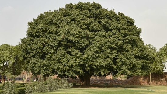 The enormous, majestic Pilkhan tree stands tall amidst the ruins of Feroz Shah Kotla. A strangler fig with roots that bend backward to envelop the branches, this is one of the city’s most beautiful trees.(Raj K Raj / HT Archive)