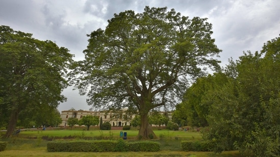 The sprawling and majestic semal tree on the front lawn of Teen Murti Bhavan, former residence of Pandit Jawaharlal Nehru finds favour with everyone who visits the museum and library even today. When in full bloom, bright red flowers occupy it, making it, arguably, Delhi's most beautiful springtime offering.(Raj K Raj / HT Archive)