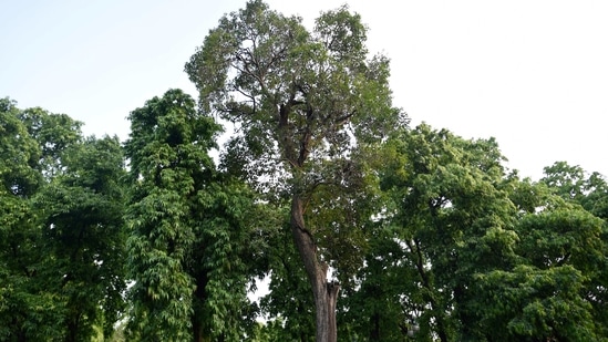Delhi's tallest Jamun tree is in Qudsia Bagh. This tree retains its lush crown through the dry season.(Sanchit Khanna / HT Archive)