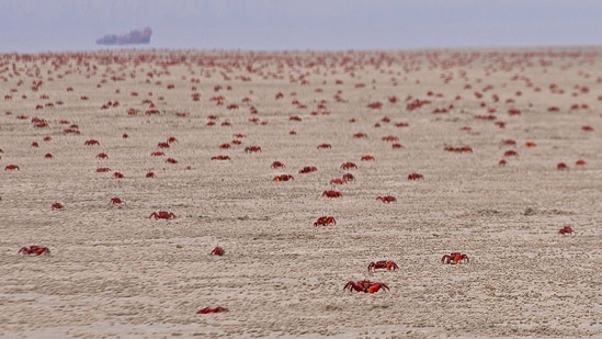An army of Red Ghost Crabs. (Photo by Arghya Adhikary)