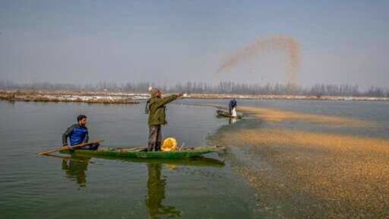 Wildlife officer Ghulam Mohiuddin Dar spreads paddy on the frozen surface of a wetland in Hokersar, north of Srinagar, (AP) Wildlife officer Ghulam Mohiuddin Dar spreads paddy on the frozen surface of a wetland in Hokersar, north of Srinagar, (AP)