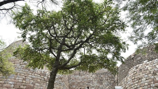 The Ailanthus tree, also known as the Maha Neem, is one of the biggest and oldest trees in the ruins of the Tughklalabad fort in New Delhi.(Burhaan Kinu / HT Archive)