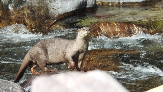 A smooth coated Otter by the Ganga.  (Photo by Sayanti Basak)