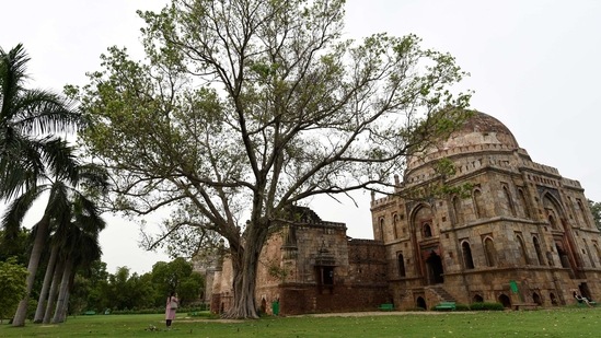 The grand Peepal tree inside the Lodhi gardens, also known as the Bodhi tree and recognisable by its heart-shaped leaves, is sacred to various faiths.(Burhaan Kinu / HT Archive)