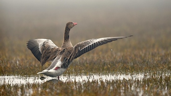 A Greylag Goose.(Photo by Rathika Ramasamy.)