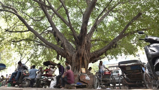 This old Pilkhan tree serves as a pit stop for commuters in Chandni Chowk. Locals say it was planted in the 1960s, but to determine its exact age is hard because of the way the Pilkhan's roots envelop its trunk.(Sanchit Khanna/ HT Archive)