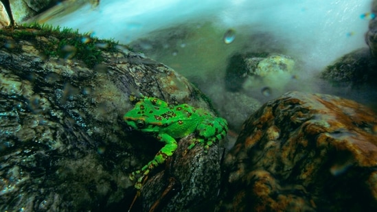 The stunning Cascade Frog.(Photo by Naitik Patel)