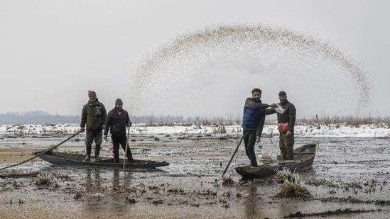 Wildlife worker Sher Ali Parray throws paddy on the frozen surface of a wetland in Hokersar, north of Srinagar, Indian controlled Kashmir, Friday, Jan. 22, 2021.(AP)