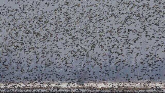 Migratory birds fly above the frozen waters of a wetland in Hokersar, north of Srinagar, Indian controlled Kashmir, Friday, Jan. 22, 2021.(AP)