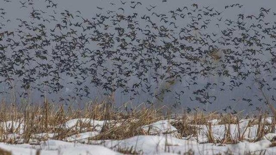 Migratory birds fly over a snow covered wetland in Hokersar, north of Srinagar, Indian controlled Kashmir, Friday, Jan. 22, 2021.(AP)