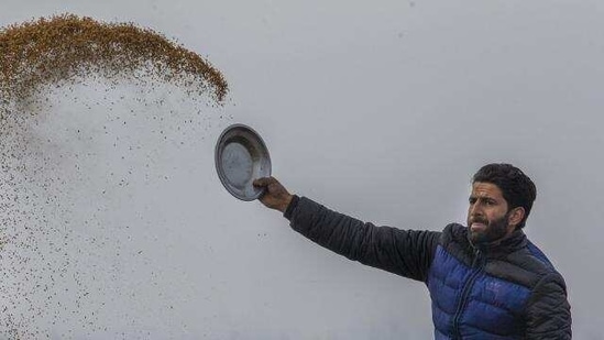Sher Ali Parray, a Wildlife worker, throws paddy on the frozen surface of a wetland in Hokersar, north of Srinagar, Indian controlled Kashmir, Friday, Jan. 22, 2021. Wildlife officials have been feeding birds to prevent their starvation as weather conditions in the Himalayan region have deteriorated and hardships increased following two heavy spells of snowfall since December. Temperatures have plummeted up to minus 10-degree Celsius (14 degrees Fahrenheit). (AP) Sher Ali Parray, a Wildlife worker, throws paddy on the frozen surface of a wetland in Hokersar, north of Srinagar, Indian controlled Kashmir, Friday, Jan. 22, 2021. Wildlife officials have been feeding birds to prevent their starvation as weather conditions in the Himalayan region have deteriorated and hardships increased following two heavy spells of snowfall since December. Temperatures have plummeted up to minus 10-degree Celsius (14 degrees Fahrenheit). (AP)