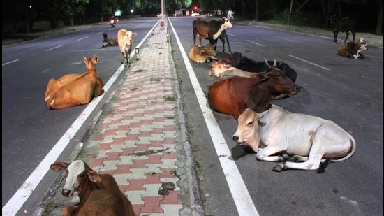 A local activist said people of the area have been demanding appropriate action to get rid of stray cattle. (Representational image/HT) A local activist said people of the area have been demanding appropriate action to get rid of stray cattle. (Representational image/HT)