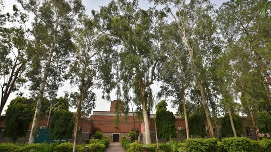 A row of Lemon-scented Gum trees, locally known as Safeda, are seen inside St. Stephen's College. These tall trees bear pink or grey barks and the leaves smell of crushed odomos.(Raj K Raj / HT Archive)