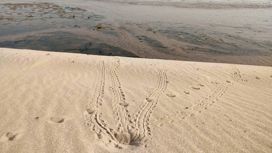 Turtle hatching tracks by the Ganga. (Photo by Suyash Katdare)