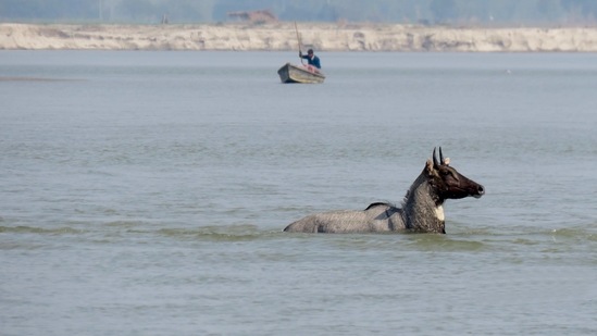 A Nilgai makes its way through the river. (Photo by Saurav Gawan)