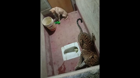 The image shows the dog and the leopard trapped inside a toilet.(Sourced)