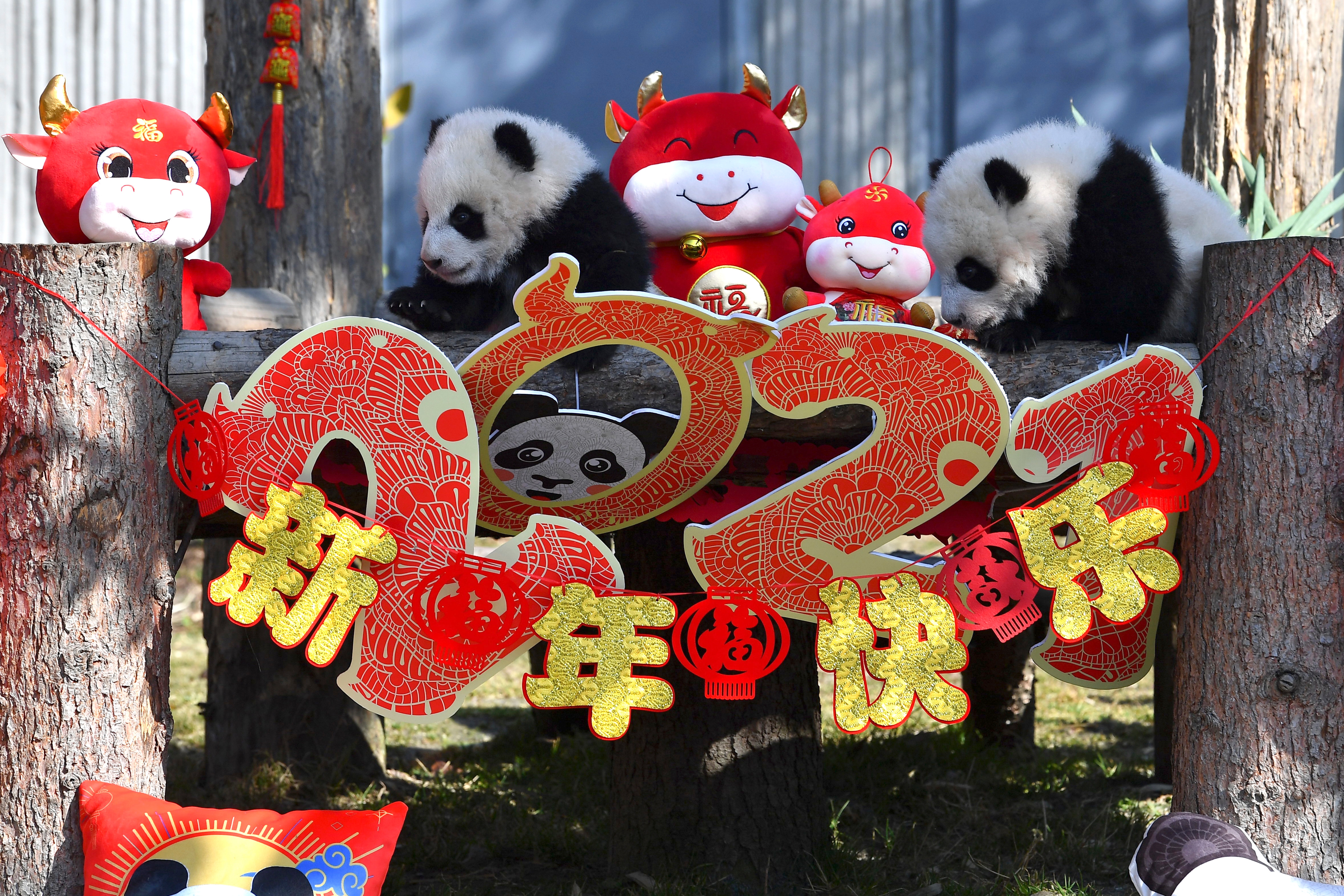 10 Panda cubs make public debut to mark Lunar New Year in China. See