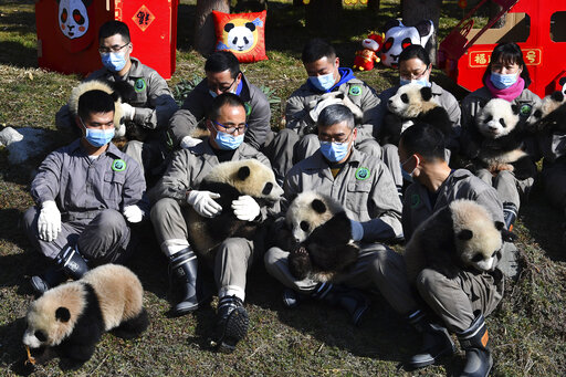 Researchers hold ten baby pandas born during the year 2020 at the China Conservation and Research Center for the Giant Panda. (AP) Researchers hold ten baby pandas born during the year 2020 at the China Conservation and Research Center for the Giant Panda. (AP)