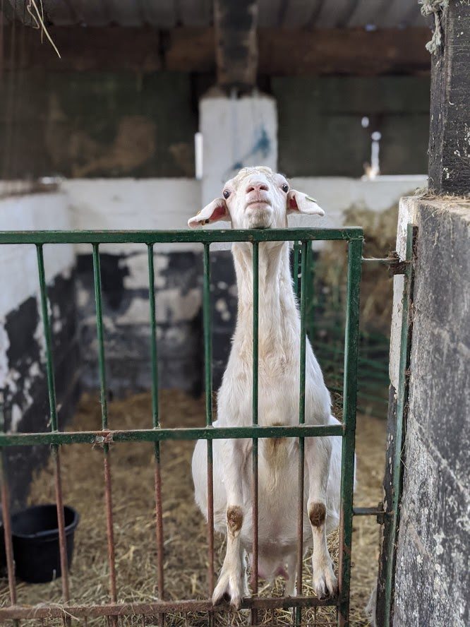 One of the goats on the farm. (Twitter/@DotMcCarthy) One of the goats on the farm. (Twitter/@DotMcCarthy)