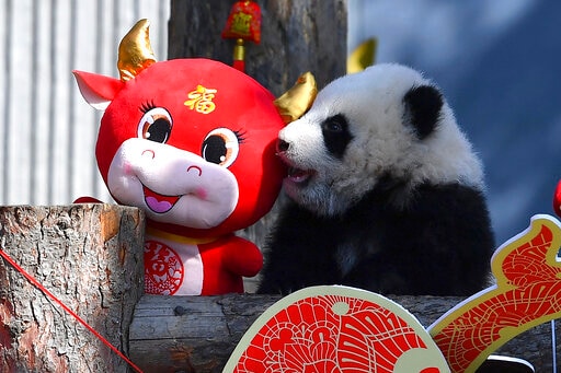 A baby panda climbs on a display for the upcoming Lunar New Year. (AP) A baby panda climbs on a display for the upcoming Lunar New Year. (AP)