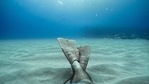 Changes in the ocean soundscape affect wide swaths of marine life, from tiny snapping shrimp to huge right whales(Unsplash)