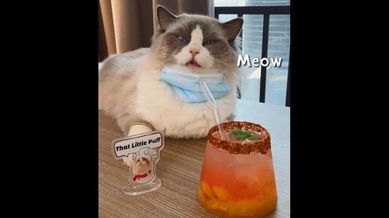 The image shows the cat chef.(Instagram/@thatlittlepuff)