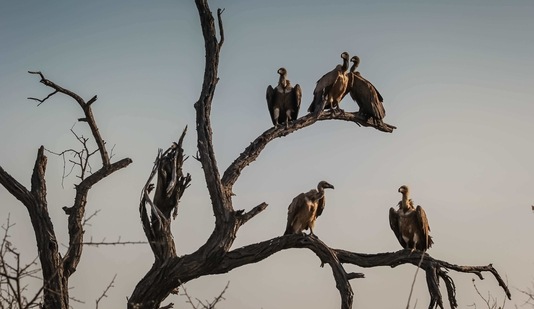Vultures play a crucial role in maintaining the ecosystem (representational image). (Unsplash) Vultures play a crucial role in maintaining the ecosystem (representational image). (Unsplash)