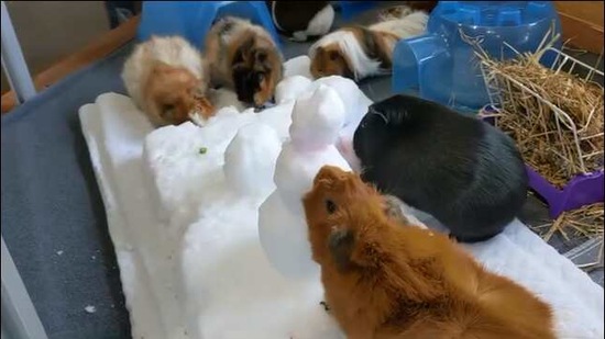 guinea pigs like to eat