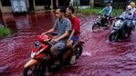 People ride motorbikes through a flooded road with red water due to the dye-waste from cloth factories, in Pekalongan, Central Java province, Indonesia.(REUTERS)