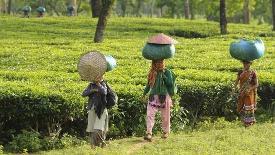 The BJP and the TMC making all efforts to woo tea garden workers in their election campaigns (Representational image/HT PHOTO) The BJP and the TMC making all efforts to woo tea garden workers in their election campaigns (Representational image/HT PHOTO)