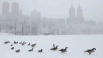 Birds make their way across a frozen lake in Central Park during heavy snowfall in Manhattan, New York City, on February 7. Birds make their way across a frozen lake in Central Park during heavy snowfall in Manhattan, New York City, on February 7.