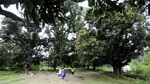 The mango trees that are to be axed to make way for the project are part of a Heritage Grade-1 site, where no changes or modifications are allowed except for prolonging their lives. The mango trees that are to be axed to make way for the project are part of a Heritage Grade-1 site, where no changes or modifications are allowed except for prolonging their lives.