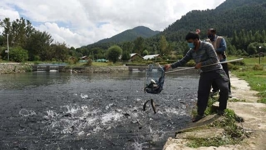 A fisheries farm employee catching rainbow trout from a stream in Kokernag in Kashmir. (HT FILE PHOTO) A fisheries farm employee catching rainbow trout from a stream in Kokernag in Kashmir. (HT FILE PHOTO)