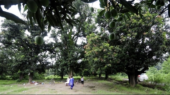 The mango trees that are to be axed to make way for the project are part of a Heritage Grade-1 site, where no changes or modifications are allowed except for prolonging their lives.