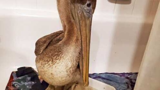 In this Feb. 4, 2021, photo provided by the Busch Wildlife Sanctuary, Arvy, a brown pelican rescued from the icy Connecticut River on Jan. 27, sits in a bathtub at the home of Busch Wildlife Sanctuary hospital director Stephanie Franczak in Florida after the bird was flown to the Jupiter, Fla., wildlife sanctuary. Apparently blown far off course, Arvy is recovering from pneumonia and frostbite at the wildlife center. He will be released when he is strong enough to survive in the wild. Brown pelicans are not normally found in the Northeast. (AP)