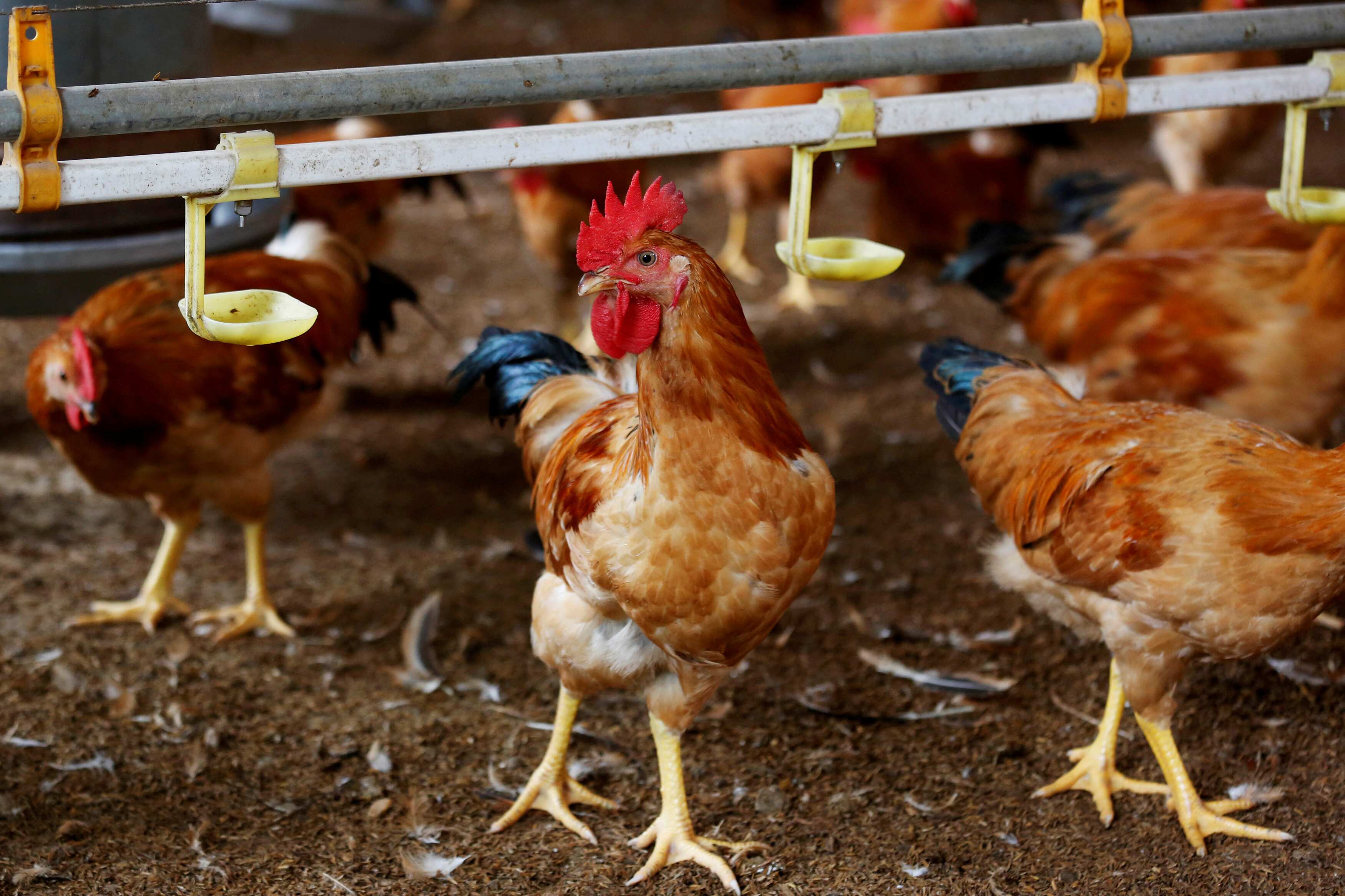 Chicken farming and meatpacking are a multibillion-dollar global enterprise today.&nbsp; (Reuters)