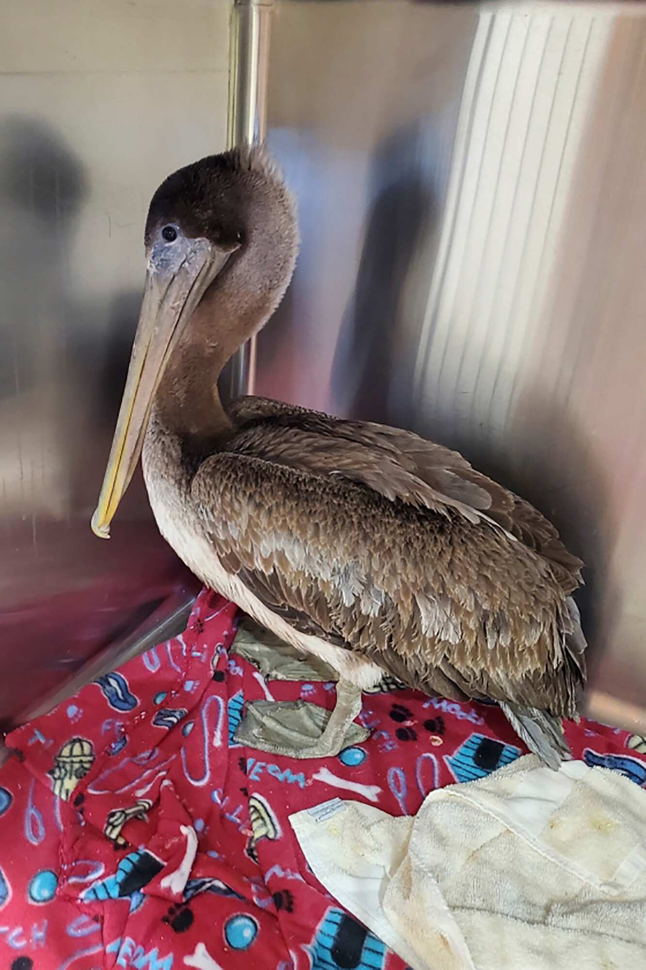 In this Feb. 4, 2021, photo provided by the Busch Wildlife Sanctuary, Arvy, a brown pelican rescued from the icy Connecticut River on Jan. 27, in Killingworth, Conn., is shown after the bird was flown to a wildlife sanctuary in Florida for rehabilitation and eventual release. Apparently blown off course from his normal habitat, Arvy is recovering from pneumonia and frostbite at Busch Wildlife Sanctuary in Jupiter, Fla. This species of pelican is not normally found in the Northeast. The bird's rescuers believe Arvy was blown north from Virginia Beach, Va., during a storm at sea. (AP) In this Feb. 4, 2021, photo provided by the Busch Wildlife Sanctuary, Arvy, a brown pelican rescued from the icy Connecticut River on Jan. 27, in Killingworth, Conn., is shown after the bird was flown to a wildlife sanctuary in Florida for rehabilitation and eventual release. Apparently blown off course from his normal habitat, Arvy is recovering from pneumonia and frostbite at Busch Wildlife Sanctuary in Jupiter, Fla. This species of pelican is not normally found in the Northeast. The bird's rescuers believe Arvy was blown north from Virginia Beach, Va., during a storm at sea. (AP)