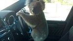 This photo released by Nadia Tugwell, shows a koala inside Tugwell's car in Adelaide, Australia on Monday, Feb. 8, 2021. The koala has been rescued after causing a five-car pileup while trying to cross a six-lane freeway in southern Australia. (AP) This photo released by Nadia Tugwell, shows a koala inside Tugwell's car in Adelaide, Australia on Monday, Feb. 8, 2021. The koala has been rescued after causing a five-car pileup while trying to cross a six-lane freeway in southern Australia. (AP)