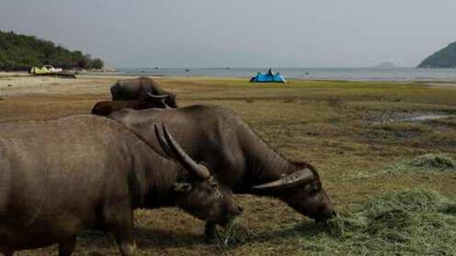 Hong Kong set to celebrate Year of Ox with focus on wild bovines