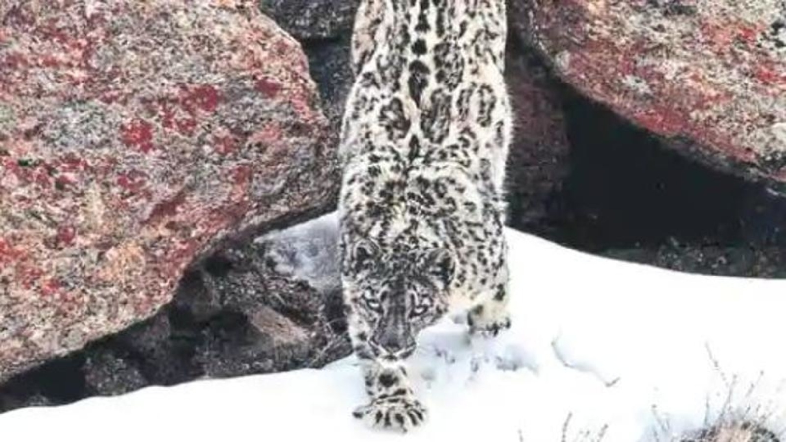 Spiti Puts Brakes On Car Rallies In Snow Leopard Habitat Hindustan Times