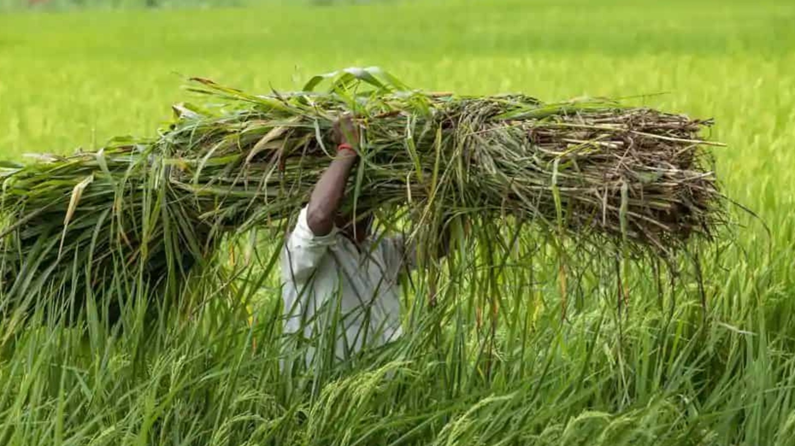 Scientists suggest early Indian monsoon forecasts could benefit farmers ...