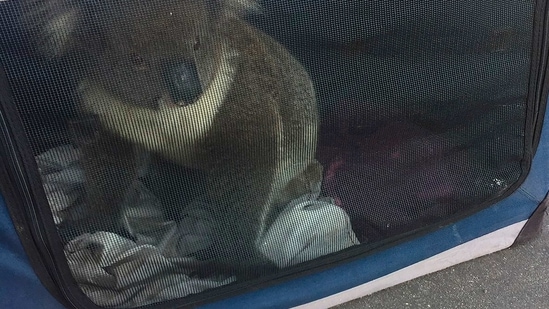 This photo released by Nadia Tugwell, shows a koala inside a soft cage after being picked up by Adelaide Koala Rescue, before being transported to the Adelaide Hills in Adelaide, Australia on Monday, Feb. 8, 2021. The koala has been rescued after causing a five-car pileup while trying to cross a six-lane freeway in southern Australia. (AP) This photo released by Nadia Tugwell, shows a koala inside a soft cage after being picked up by Adelaide Koala Rescue, before being transported to the Adelaide Hills in Adelaide, Australia on Monday, Feb. 8, 2021. The koala has been rescued after causing a five-car pileup while trying to cross a six-lane freeway in southern Australia. (AP)