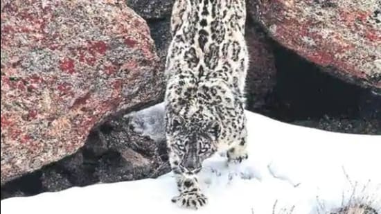 February and March are the mating season of the snow leopard. Traffic through these landscapes not only disturbs its natural habitat but also affects the procreation of the vulnerable species. (HT file photo)