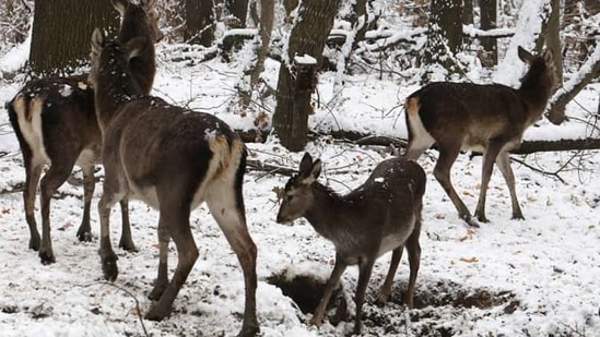 The image shows the stag named 'Hangul'.(ANI)