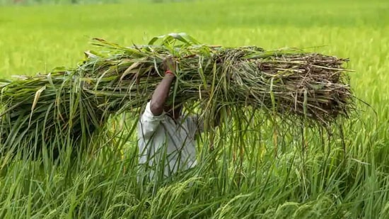 Researchers at the University of Reading and the European Centre for Medium-range Weather Forecasts said farmers in India should be provided with early forecasts of expected variations in the monsoon season(AP Photo) Researchers at the University of Reading and the European Centre for Medium-range Weather Forecasts said farmers in India should be provided with early forecasts of expected variations in the monsoon season(AP Photo)