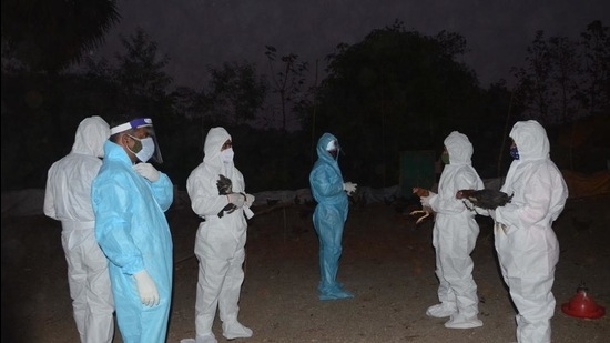 Culling is done within a one-kilometre radius of the affected poultry farm and is started only after receiving a confirmation from NIHSAD. (HT PHOTO) Culling is done within a one-kilometre radius of the affected poultry farm and is started only after receiving a confirmation from NIHSAD. (HT PHOTO)