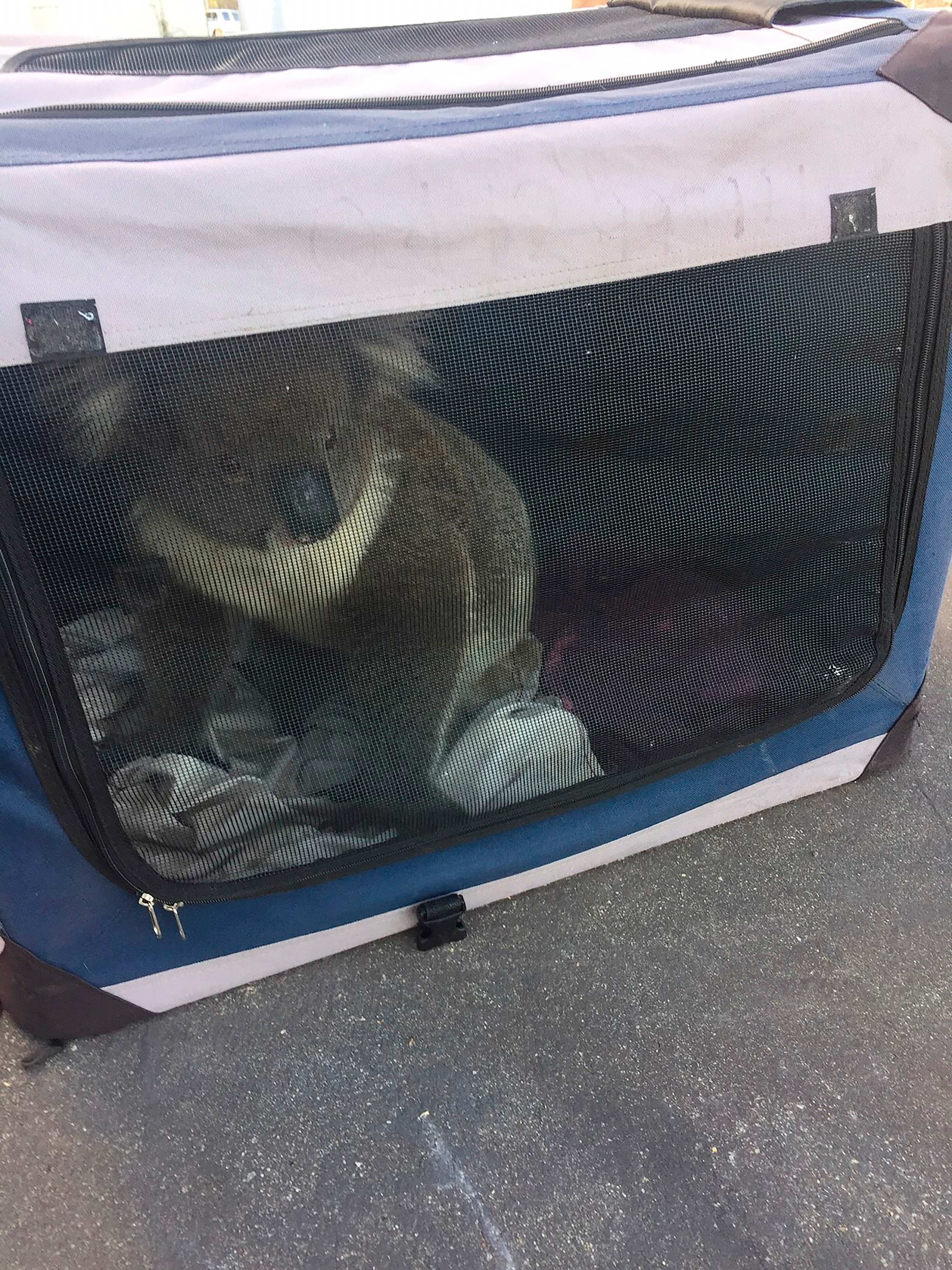 This photo released by Nadia Tugwell, shows a koala inside a soft cage after being picked up by Adelaide Koala Rescue, before being transported to the Adelaide Hills in Adelaide, Australia on Monday, Feb. 8, 2021. The koala has been rescued after causing a five-car pileup while trying to cross a six-lane freeway in southern Australia. (AP)