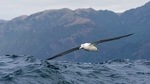 Plastic found in nesting areas of seabirds alerts about rising pollution in South Pacific Ocean(Twitter/weird_sci) Plastic found in nesting areas of seabirds alerts about rising pollution in South Pacific Ocean(Twitter/weird_sci)