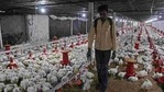 A worker disinfects the poultry farm in Shivapur village to protect chickens from bird flu decease. (HT Photo ) A worker disinfects the poultry farm in Shivapur village to protect chickens from bird flu decease. (HT Photo )